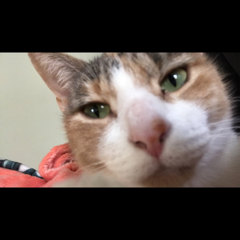 Meet your Posher, Hunter